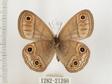 中文名:銀蛇目蝶(1282-21266)學名:Palaeonympha opalina macrophthalmia Fruhstorfer, 1911(1282-21266)