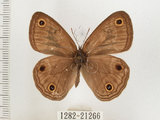 中文名:銀蛇目蝶(1282-21266)學名:Palaeonympha opalina macrophthalmia Fruhstorfer, 1911(1282-21266)