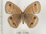 中文名:銀蛇目蝶(1282-21083)學名:Palaeonympha opalina macrophthalmia Fruhstorfer, 1911(1282-21083)