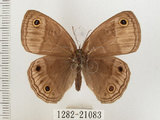 中文名:銀蛇目蝶(1282-21083)學名:Palaeonympha opalina macrophthalmia Fruhstorfer, 1911(1282-21083)