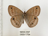 中文名:銀蛇目蝶(2909-1754)學名:Palaeonympha opalina macrophthalmia Fruhstorfer, 1911(2909-1754)