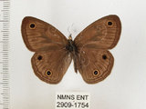 中文名:銀蛇目蝶(2909-1754)學名:Palaeonympha opalina macrophthalmia Fruhstorfer, 1911(2909-1754)