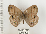 中文名:銀蛇目蝶(2909-492)學名:Palaeonympha opalina macrophthalmia Fruhstorfer, 1911(2909-492)