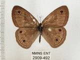 中文名:銀蛇目蝶(2909-492)學名:Palaeonympha opalina macrophthalmia Fruhstorfer, 1911(2909-492)