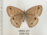 中文名:銀蛇目蝶(2909-762)學名:Palaeonympha opalina macrophthalmia Fruhstorfer, 1911(2909-762)