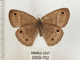 中文名:銀蛇目蝶(2909-762)學名:Palaeonympha opalina macrophthalmia Fruhstorfer, 1911(2909-762)