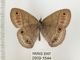 中文名:銀蛇目蝶(2909-1544)學名:Palaeonympha opalina macrophthalmia Fruhstorfer, 1911(2909-1544)