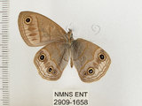 中文名:銀蛇目蝶(2909-1658)學名:Palaeonympha opalina macrophthalmia Fruhstorfer, 1911(2909-1658)