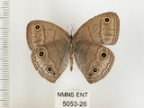 中文名:銀蛇目蝶(5053-26)學名:Palaeonympha opalina macrophthalmia Fruhstorfer, 1911(5053-26)