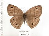 中文名:銀蛇目蝶(5053-26)學名:Palaeonympha opalina macrophthalmia Fruhstorfer, 1911(5053-26)