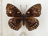 中文名:黃斑蛺蝶(1282-18432)學名:Sephisa chandra androdamas Fruhstorfer, 1908(1282-18432)