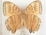 中文名:環紋蝶(1282-20966)學名:Stichophthalma howqua formosana Fruhstorfer, 1908(1282-20966)