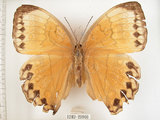 中文名:環紋蝶(1282-20966)學名:Stichophthalma howqua formosana Fruhstorfer, 1908(1282-20966)