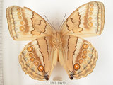 中文名:環紋蝶(1282-20877)學名:Stichophthalma howqua formosana Fruhstorfer, 1908(1282-20877)