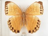 中文名:環紋蝶(1282-20877)學名:Stichophthalma howqua formosana Fruhstorfer, 1908(1282-20877)