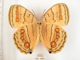 中文名:環紋蝶(1282-18851)學名:Stichophthalma howqua formosana Fruhstorfer, 1908(1282-18851)