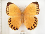 中文名:環紋蝶(1282-18851)學名:Stichophthalma howqua formosana Fruhstorfer, 1908(1282-18851)