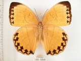 中文名:環紋蝶(1282-20689)學名:Stichophthalma howqua formosana Fruhstorfer, 1908(1282-20689)