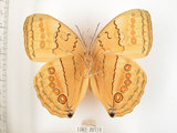 中文名:環紋蝶(1282-20719)學名:Stichophthalma howqua formosana Fruhstorfer, 1908(1282-20719)