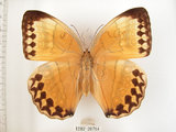 中文名:環紋蝶(1282-20764)學名:Stichophthalma howqua formosana Fruhstorfer, 1908(1282-20764)