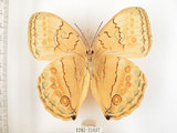 中文名:環紋蝶(1282-21037)學名:Stichophthalma howqua formosana Fruhstorfer, 1908(1282-21037)