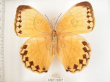 中文名:環紋蝶(1282-21037)學名:Stichophthalma howqua formosana Fruhstorfer, 1908(1282-21037)