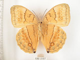 中文名:環紋蝶(1282-21017)學名:Stichophthalma howqua formosana Fruhstorfer, 1908(1282-21017)