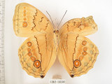 中文名:環紋蝶(1282-18500)學名:Stichophthalma howqua formosana Fruhstorfer, 1908(1282-18500)