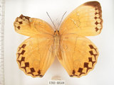 中文名:環紋蝶(1282-18500)學名:Stichophthalma howqua formosana Fruhstorfer, 1908(1282-18500)