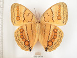 中文名:環紋蝶(1282-20760)學名:Stichophthalma howqua formosana Fruhstorfer, 1908(1282-20760)