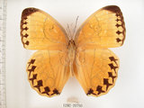 中文名:環紋蝶(1282-20760)學名:Stichophthalma howqua formosana Fruhstorfer, 1908(1282-20760)