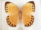 中文名:環紋蝶(1282-20766)學名:Stichophthalma howqua formosana Fruhstorfer, 1908(1282-20766)