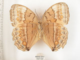 中文名:環紋蝶(1577-87)學名:Stichophthalma howqua formosana Fruhstorfer, 1908(1577-87)