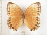 中文名:環紋蝶(1577-87)學名:Stichophthalma howqua formosana Fruhstorfer, 1908(1577-87)