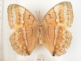 中文名:環紋蝶(2097-63)學名:Stichophthalma howqua formosana Fruhstorfer, 1908(2097-63)