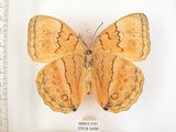 中文名:環紋蝶(2909-1498)學名:Stichophthalma howqua formosana Fruhstorfer, 1908(2909-1498)