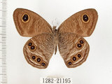 中文名:狹翅波眼蝶(1282-21195)學名:Ypthima angustipennis Takahashi, 2000(1282-21195)