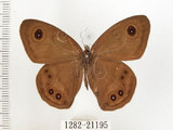 中文名:狹翅波眼蝶(1282-21195)學名:Ypthima angustipennis Takahashi, 2000(1282-21195)