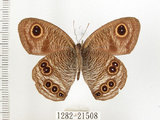 中文名:狹翅波眼蝶(1282-21508)學名:Ypthima angustipennis Takahashi, 2000(1282-21508)