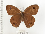 中文名:狹翅波眼蝶(1282-21508)學名:Ypthima angustipennis Takahashi, 2000(1282-21508)