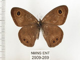 中文名:狹翅波眼蝶(2909-269)學名:Ypthima angustipennis Takahashi, 2000(2909-269)