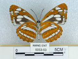 中文名:楚南三線蝶(5053-53)學名:Neptis philyroides sonani Murayama, 1942(5053-53)
