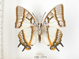 中文名:雙尾蝶(1282-17274)學名:Polyura eudamippus formosana (Rothschild, 1899)(1282-17274)