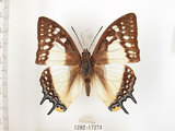 中文名:雙尾蝶(1282-17274)學名:Polyura eudamippus formosana (Rothschild, 1899)(1282-17274)