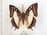 中文名:雙尾蝶(1282-17209)學名:Polyura eudamippus formosana (Rothschild, 1899)(1282-17209)