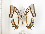 中文名:雙尾蝶(1282-17212)學名:Polyura eudamippus formosana (Rothschild, 1899)(1282-17212)