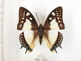 中文名:雙尾蝶(1282-17212)學名:Polyura eudamippus formosana (Rothschild, 1899)(1282-17212)