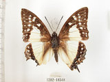 中文名:雙尾蝶(1282-18348)學名:Polyura eudamippus formosana (Rothschild, 1899)(1282-18348)