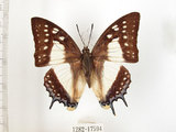 中文名:雙尾蝶(1282-17594)學名:Polyura eudamippus formosana (Rothschild, 1899)(1282-17594)