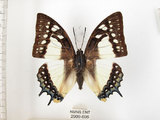 中文名:雙尾蝶(2909-696)學名:Polyura eudamippus formosana (Rothschild, 1899)(2909-696)